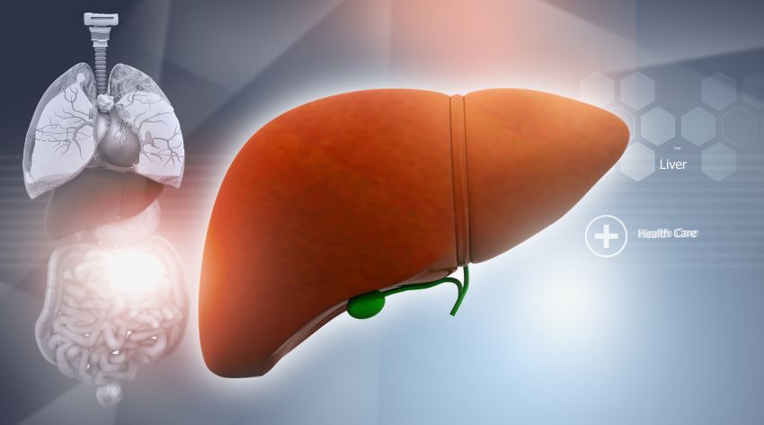 important jobs of the liver