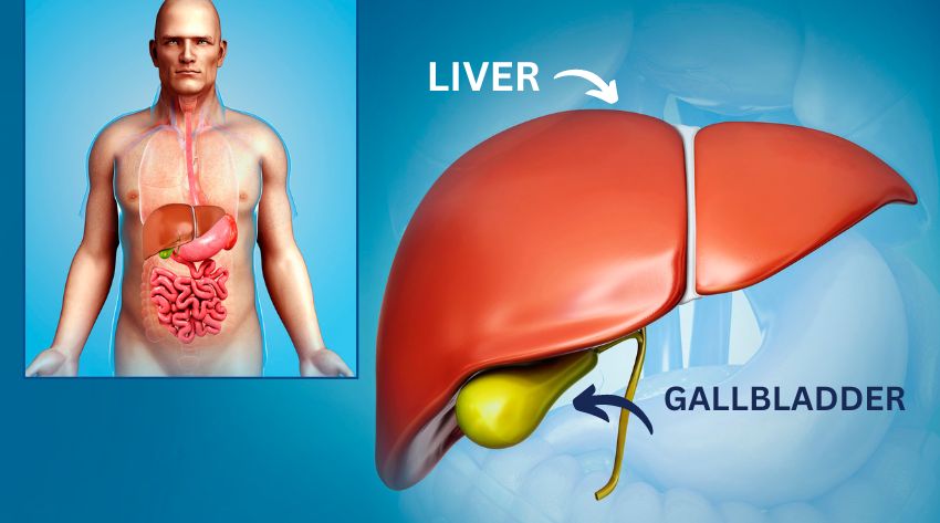 the liver and gallbladder connection